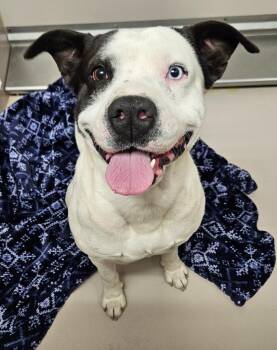 Pointer and Mixed Breed Dogs Available for Adoption - Baloney | PetCurious