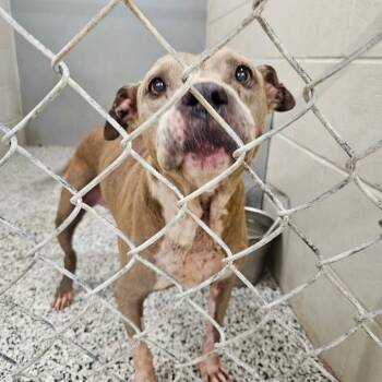 Laney -  Pit Bull Terrier and Mixed Breed Dog for Adoption in Spring Hill, Kansas - Laney | PetCurious