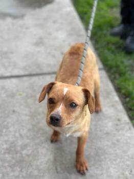 Chihuahua and Dachshund Dogs Available for Adoption in Manteca, California - Cheech | PetCurious