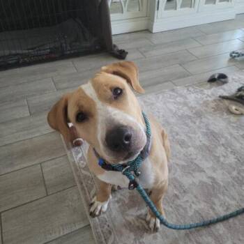 Eugene -  Labrador Retriever and Basset Hound Dog for Adoption in Glendale, Arizona - Eugene | PetCurious