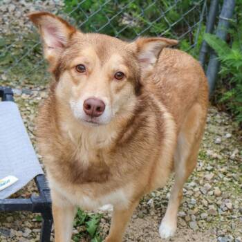 Teddy -  Australian Shepherd Dog for Adoption in Hollister, Missouri - Teddy | PetCurious