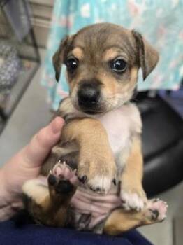 Louise -  Chihuahua and Mixed Breed Dog for Adoption in Roseville, California - Louise | PetCurious