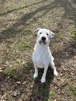 Terrier Dogs Available for Adoption - GiGi  | PetCurious