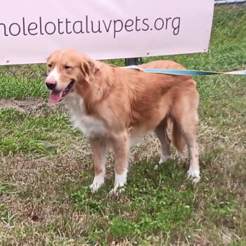 Ralph -  Golden Retriever and Great Pyrenees Dog for Adoption in Melrose, Florida - Ralph | PetCurious