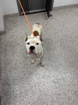 Baby Huey -  Terrier and Mixed Breed Dog for Adoption in Gastonia, North Carolina - Baby Huey | PetCurious
