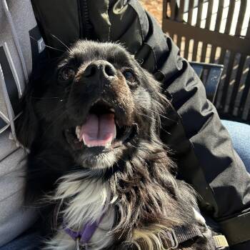 Cocker Spaniel Dogs Available for Adoption - Boston Fka Buddy | PetCurious