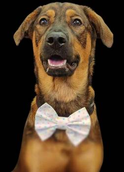 Rescue Anatolian Shepherd Dogs for Adoption in Newland, North Carolina - Zoey | PetCurious