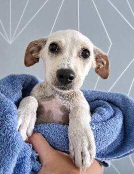 Birdie -  Terrier Dog for Adoption in Boulder, Colorado - Birdie | PetCurious