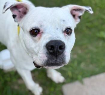 Boxer and Mixed Breed Dogs Available for Adoption in Tulsa, Oklahoma - NIBBLER | PetCurious