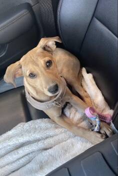 Mikayla -  Hound Dog for Adoption in Tallahassee, Florida - Mikayla | PetCurious