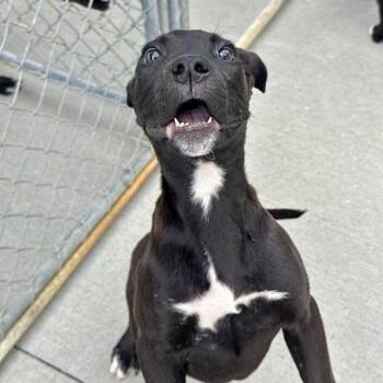 Woods -  Black Labrador Retriever and Flat Coated Retriever Dog for Adoption in Matteson, Illinois - Woods | PetCurious