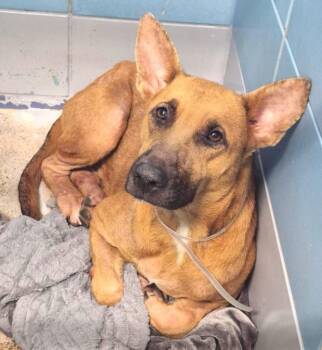 BENEDA (DEER) -  German Shepherd Dog and Mixed Breed Dog for Adoption in Houston, Texas - BENEDA (DEER) | PetCurious