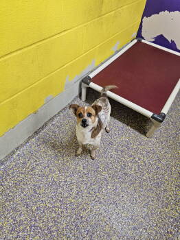 Rescue Chihuahua and Rat Terrier Dogs for Adoption in Metairie, Louisiana - Spot | PetCurious