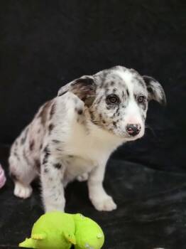 Border Collie Dogs Available for Adoption - Stetson | PetCurious