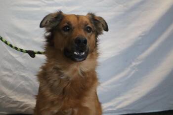 Lance -  Australian Shepherd Dog for Adoption in Lexington, Kentucky - Lance | PetCurious