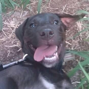 Narcissa -  Retriever Dog for Adoption in Corpus Christi, Texas - Narcissa | PetCurious