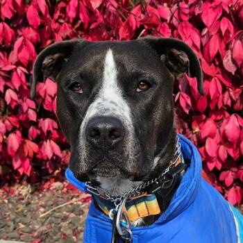 Boltz -  Pit Bull Terrier Dog for Adoption in Ellensburg, Washington - Boltz | PetCurious