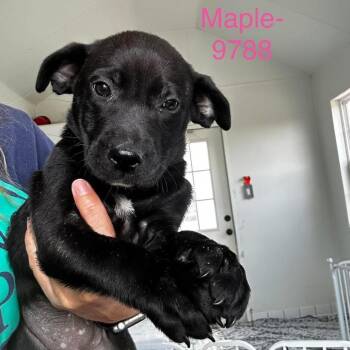 Maple -  Mixed Breed Dog for Adoption in Tacoma, Washington - Maple | PetCurious