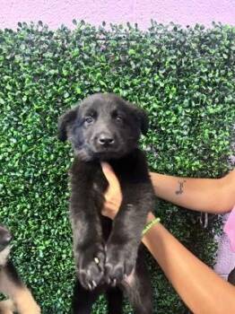 61268517 -  Shepherd and Mixed Breed Dog for Adoption in El Paso, Texas - 61268517 | PetCurious
