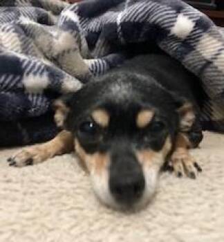 Rescue Chihuahua Dogs for Adoption in Lead, South Dakota - Luna | PetCurious