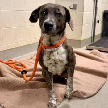 Mixed Breed Dogs Available for Adoption in Athens, Georgia - Pinecone | PetCurious