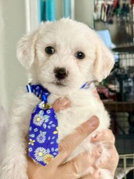 Mini Muffin -  Shih Tzu and Chihuahua Dog for Adoption in West Richland, Washington - Mini Muffin | PetCurious