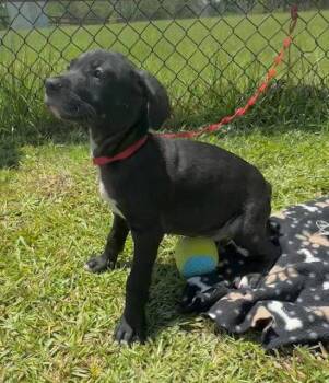 Cameron -  Labrador Retriever Dog for Adoption in Tarrytown, Georgia - Cameron | PetCurious