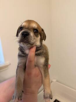 Belle -  Australian Shepherd and Australian Cattle Dog Blue Heeler Dog for Adoption in Houston, Texas - Belle | PetCurious