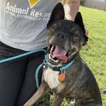 Choco -  Mixed Breed Dog for Adoption in Springfield, Missouri - Choco | PetCurious