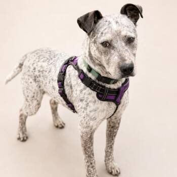 Mr. Sir -  Pit Bull Terrier and Australian Cattle Dog Blue Heeler Dog for Adoption in Driggs, Idaho - Mr. Sir | PetCurious