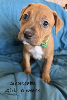 Shortcake -  Pit Bull Terrier Dog for Adoption in Colorado Springs, Colorado - Shortcake | PetCurious