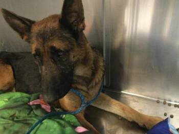 A1926396 -  German Shepherd Dog Dog for Adoption in Thousand Palms, California - A1926396 | PetCurious