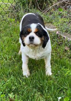 Cavalier King Charles Spaniel Dogs Available for Adoption in Matthews, North Carolina - Cav 3 | PetCurious