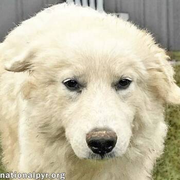 Rescue Great Pyrenees Dogs for Adoption in Beacon, New York - Clarence In AL - A Lover Of Hugs & Snacks! | PetCurious