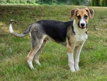 Kaweah (River litter) -  Siberian Husky and American Staffordshire Terrier Dog for Adoption in Silvana, Washington - Kaweah (River Litter) | PetCurious