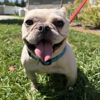 Alyssa -  French Bulldog Dog for Adoption in Latrobe, Pennsylvania - Alyssa | PetCurious