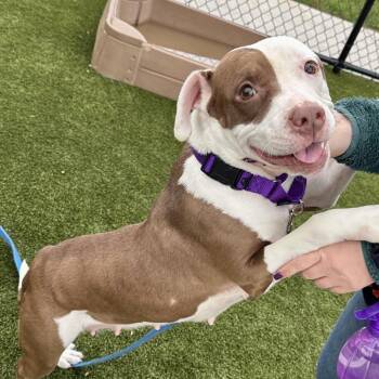 Pit Bull Terrier Dogs Available for Adoption in Philadelphia, Pennsylvania - Cinnamon | PetCurious