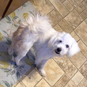 Buck -  Shih Tzu and Miniature Poodle Dog for Adoption in Hillsborough, North Carolina - Buck | PetCurious