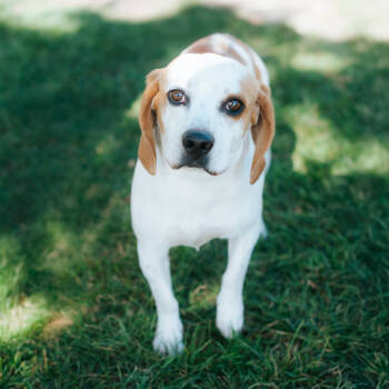 Rescue Hound Dogs for Adoption in Northbrook, Illinois - Max | PetCurious