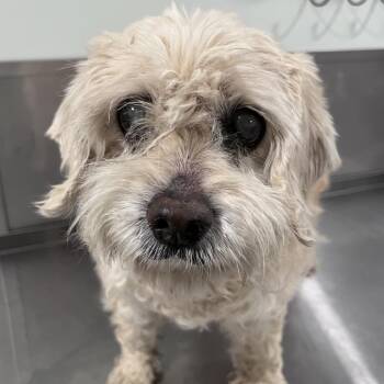 Havanese Dogs Available for Adoption in Washburn, Missouri - Agatha | PetCurious