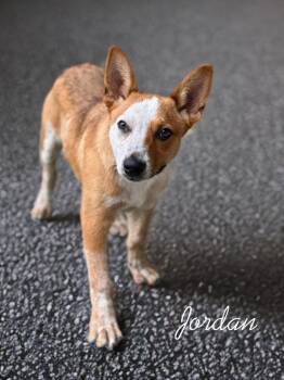 Jordan -  Australian Cattle Dog Blue Heeler Dog for Adoption in Dalton, Georgia - Jordan | PetCurious