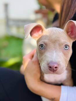 Grady -  Mixed Breed Dog Available for Adoption in Miami Shores, Florida - Grady | PetCurious