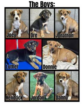 Rescue Mixed Breed Dogs for Adoption in Glendale, Arizona - Mix Breed Puppies | PetCurious