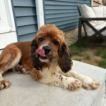 Maple -  Cocker Spaniel and Mixed Breed Dog for Adoption in Dekalb, Illinois - Maple | PetCurious