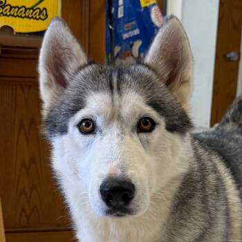 Rescue Husky Dogs for Adoption in Jacksonville, Arkansas - Rue | Sophia | PetCurious