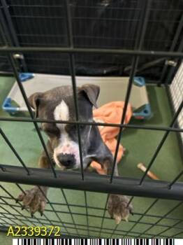 ANDY -  Mixed Breed Dog for Adoption in West Palm Beach, Florida - ANDY | PetCurious