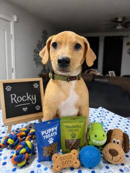Rocky -  Beagle Dog for Adoption in San Tan Valley, Arizona - Rocky | PetCurious