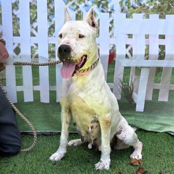 CANIA -  Dogo Argentino Dog for Adoption in Long Beach, California - CANIA | PetCurious