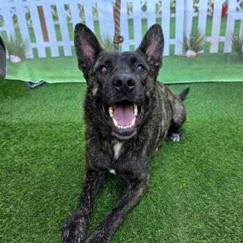 Australian Cattle Dog Blue Heeler and Mixed Breed Dogs Available for Adoption in Long Beach, California - COCO | PetCurious