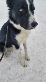 Border Collie and Mixed Breed Dogs Available for Adoption - Dozer | PetCurious